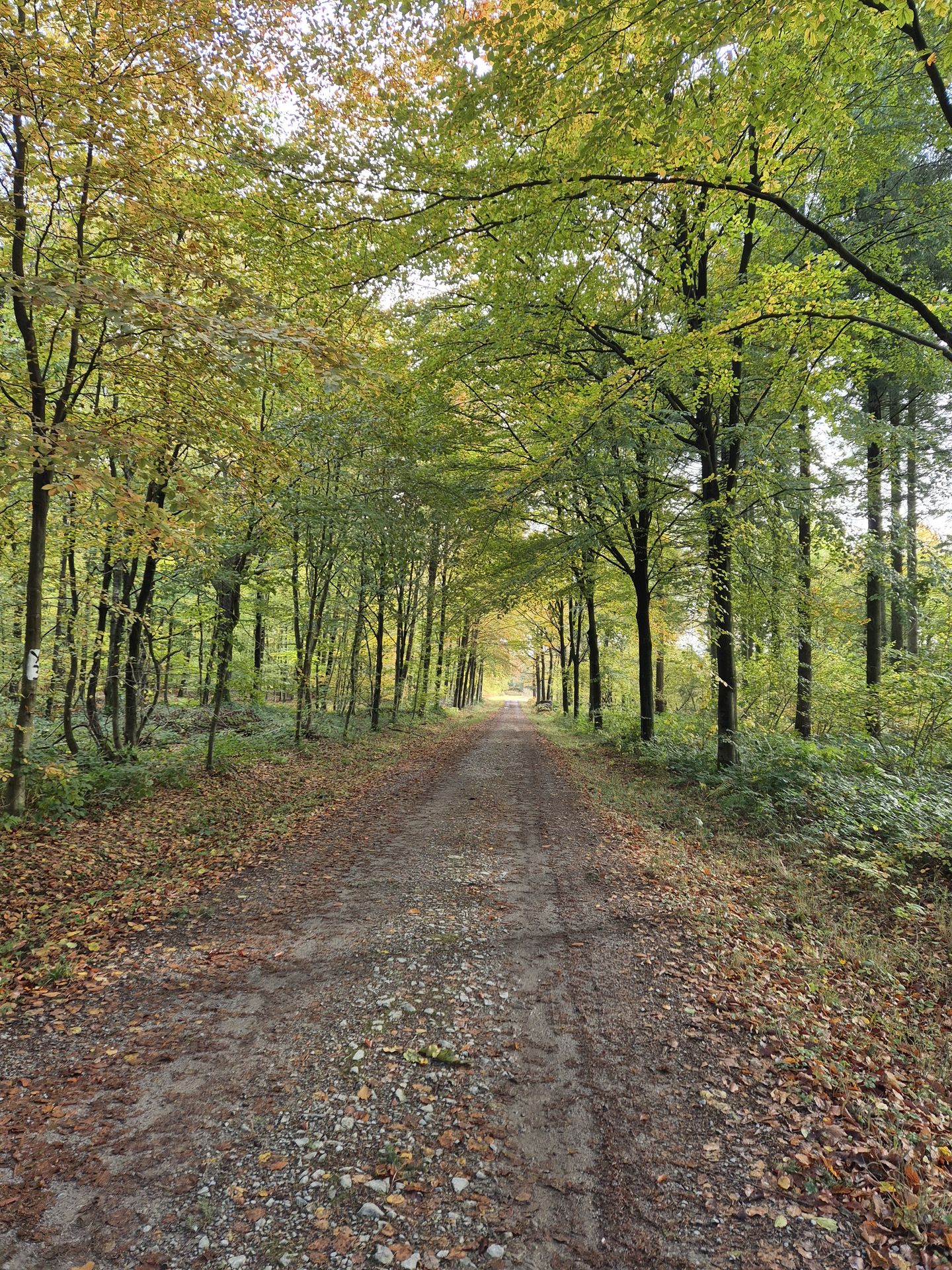 Bois du Tournibus à Fromiée